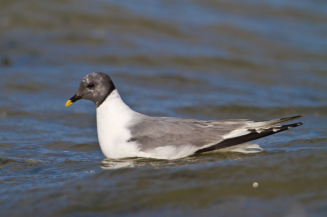 Adult Sabine's Gull (Larus sabini), Grafham Water, Cambridgeshire