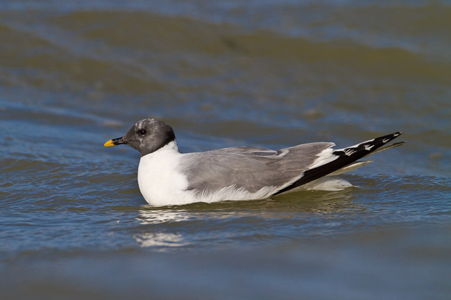 Adult Sabine's Gull (Larus sabini), Grafham Water, Cambridgeshire