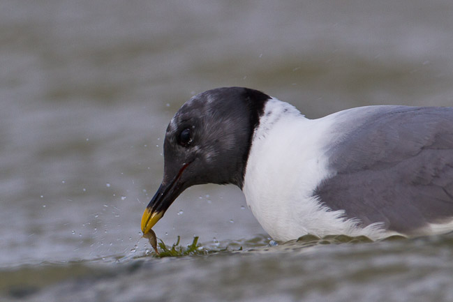 Adult Sabine's Gull (Larus sabini), Grafham Water, Cambridgeshire