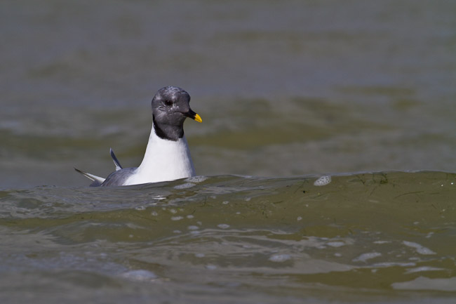 Adult Sabine's Gull (Larus sabini), Grafham Water, Cambridgeshire