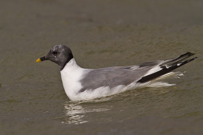 Adult Sabine's Gull (Larus sabini), Grafham Water, Cambridgeshire