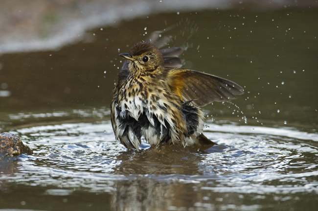 Song Thrush (Turdus philomelos) bathing, St Mary's, Isles of Scilly