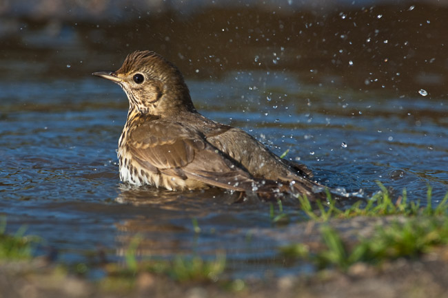 Song Thrush (Turdus philomelos) bathing, St Mary's, Scilly