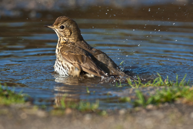 Song Thrush (Turdus philomelos) bathing, St Mary's, Scilly