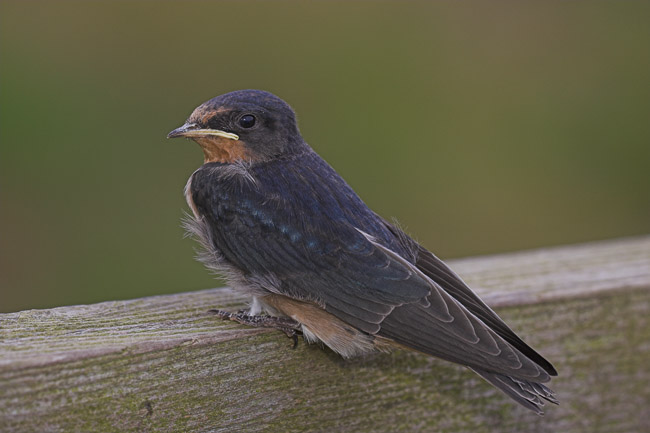 Juvenile Swallow (Hirundo rustica) resting on gate, Scilly, England