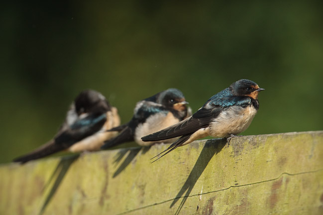 Juvenile Swallows (Hirundo rustica), Wicken Fen, Cambridgeshire