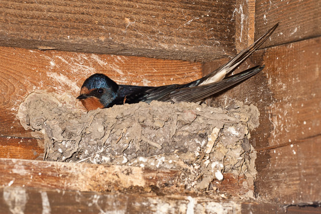 Swallow (Hirundo rustica) at nest, Cambridgeshire