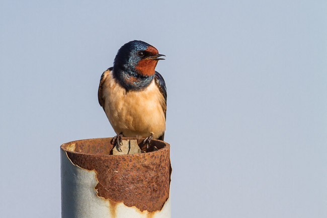 Male Swallow (Hirundo rustica) in song, Aldreth, Cambridgeshire