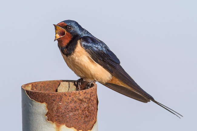 Male Swallow (Hirundo rustica) in song, Aldreth, Cambridgeshire