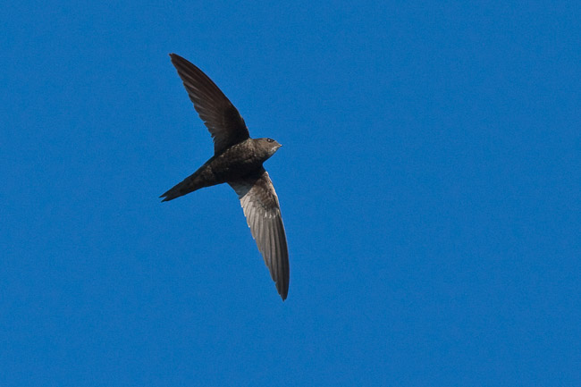 Swift (Apus apus), Haddenham, Cambridgeshire