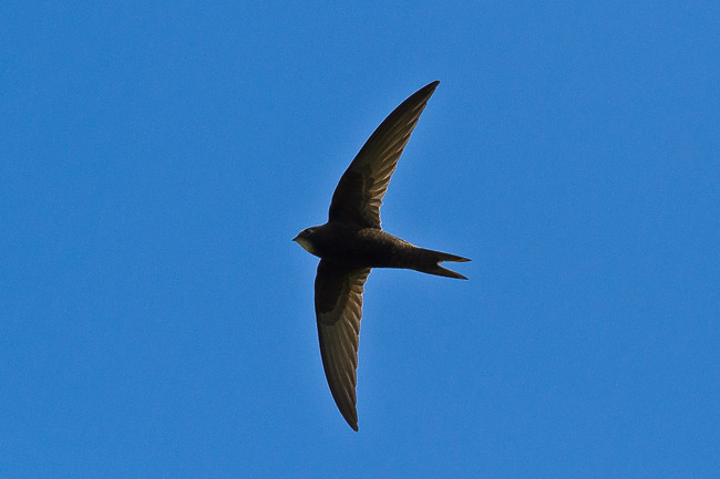 Swift (Apus apus), Welney, Norfolk