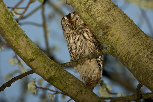 Adult Tawny Owl (Strix aluco), Aldreth, Cambridgeshire