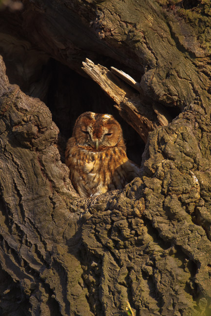 Tawny Owl (Strix aluco) in oak tree, Aldreth, Cambridgeshire