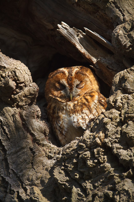 Tawny Owl (Strix aluco) in oak tree, Aldreth, Cambridgeshire