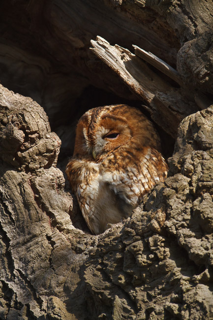 Tawny Owl (Strix aluco) in oak tree, Aldreth, Cambridgeshire