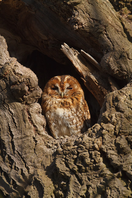 Tawny Owl (Strix aluco) in oak tree, Aldreth, Cambridgeshire