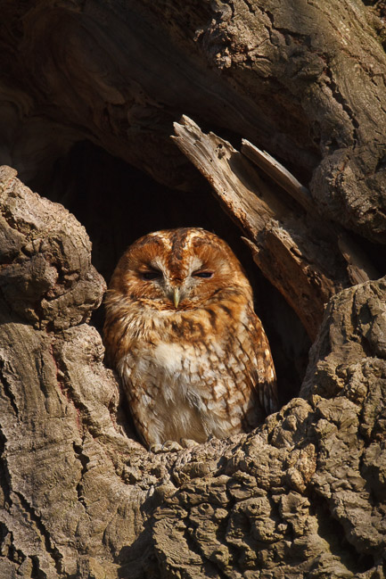 Tawny Owl (Strix aluco) in oak tree, Aldreth, Cambridgeshire
