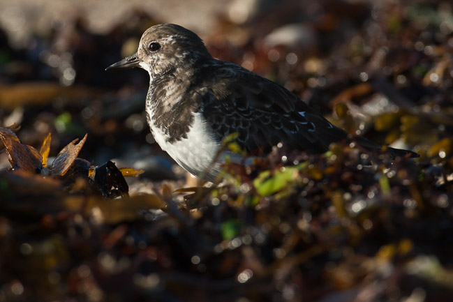 Turnstone (Arenaria interpres), St Mary's, Isles of Scilly