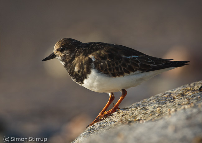 Turnstone (Arenaria interpres), St Mary's, Isles of Scilly