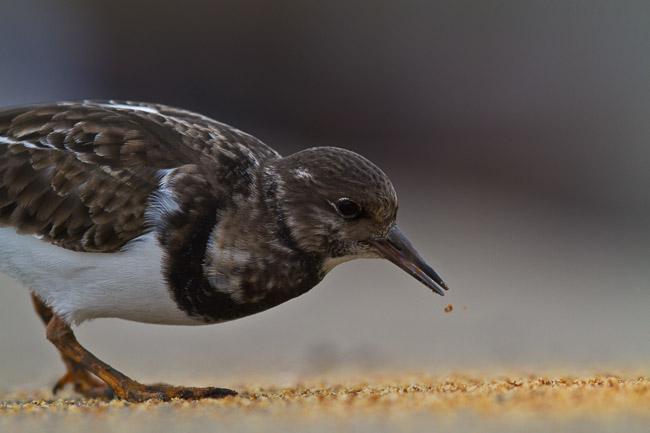 Turnstone (Arenaria interpes), Woodbridge, Suffolk