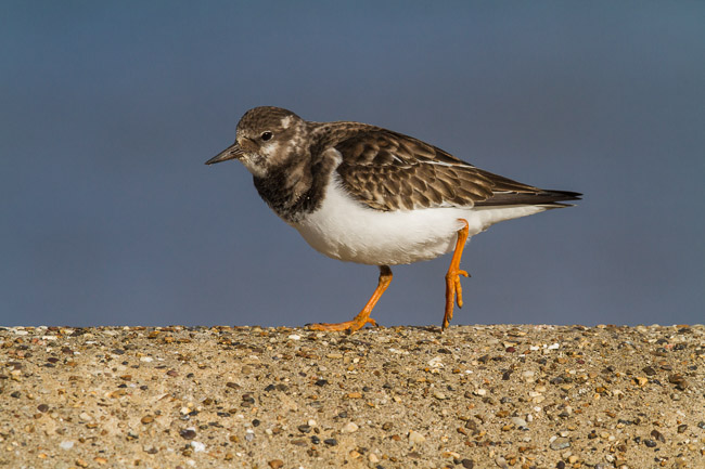 Turnstone (Arenaria interpres), Cromer, Norfolk