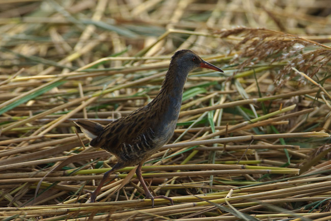 First-winter Water Rail (Rallus aquaticus), Minsmere, Suffolk