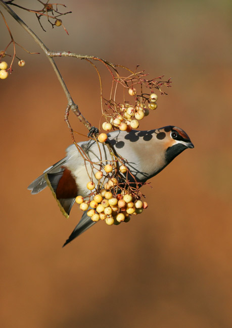 Waxwing (Bombycilla garrulus), Ipswich, Suffolk