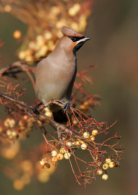 Waxwing (Bombycilla garrulus), Ipswich, Suffolk