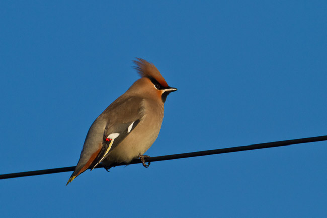 Waxwing (Bombycilla garrulus), Stretham, Cambridgeshire
