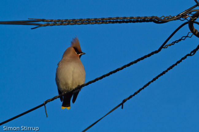 Waxwing (Bombycilla garrulus), Stretham, Cambridgeshire