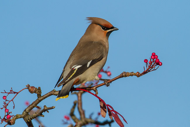 Waxwing (Bombycilla garrulus), Oakington, Cambridgeshire