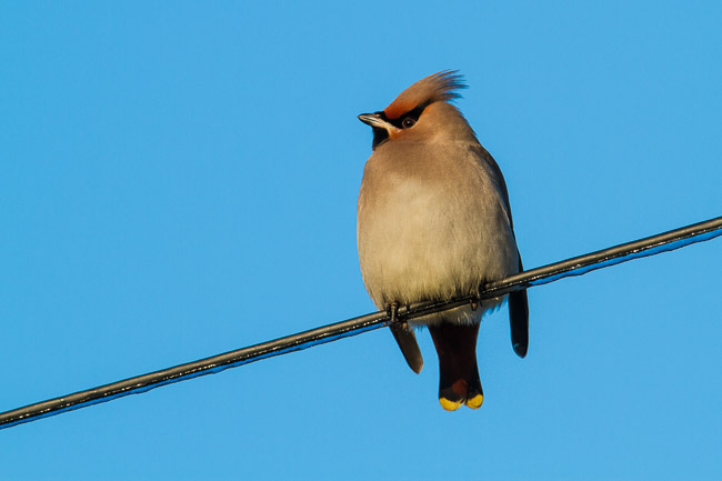 Waxwing (Bombycilla garrulus), Stretham, Cambridgeshire