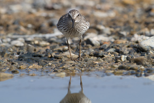Adult White-rumped Sandpiper (Calidris fuscicollis), Snettisham, Norfolk