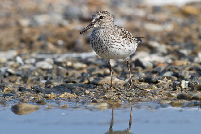 Adult White-rumped Sandpiper (Calidris fuscicollis), Snettisham, Norfolk