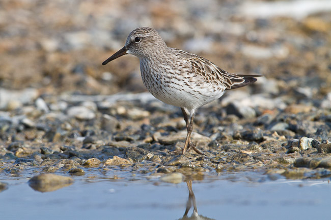 Adult White-rumped Sandpiper (Calidris fuscicollis), Snettisham, Norfolk