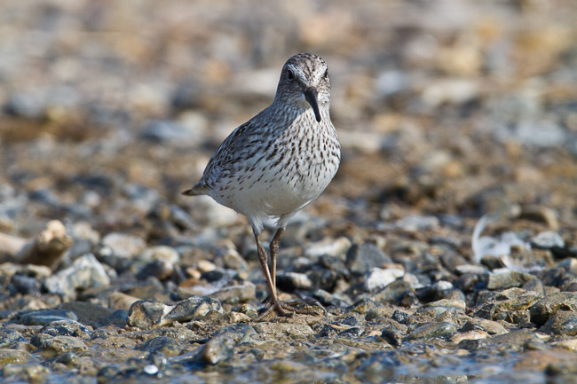 Adult White-rumped Sandpiper (Calidris fuscicollis), Snettisham, Norfolk