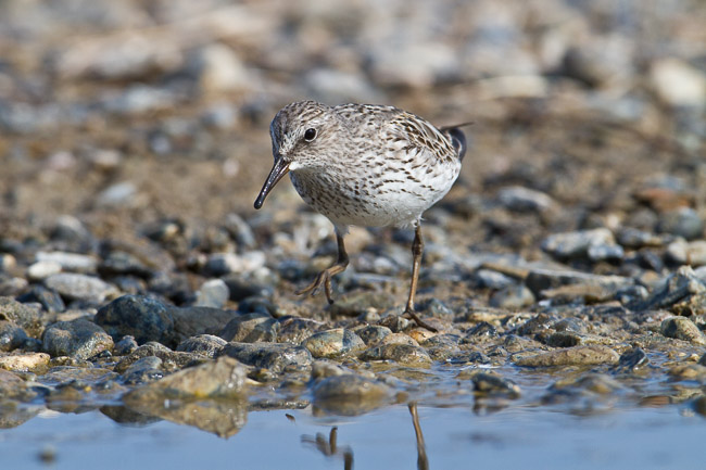 Adult White-rumped Sandpiper (Calidris fuscicollis), Snettisham, Norfolk