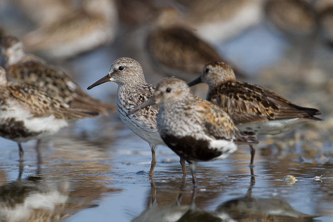 Adult White-rumped Sandpiper (Calidris fuscicollis) with Dunlin (Calidris alpina), Snettisham, Norfolk