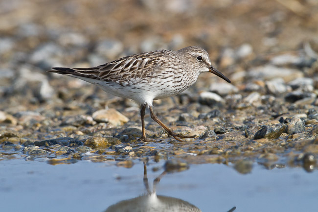 Adult White-rumped Sandpiper (Calidris fuscicollis), Snettisham, Norfolk