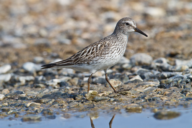 Adult White-rumped Sandpiper (Calidris fuscicollis), Snettisham, Norfolk