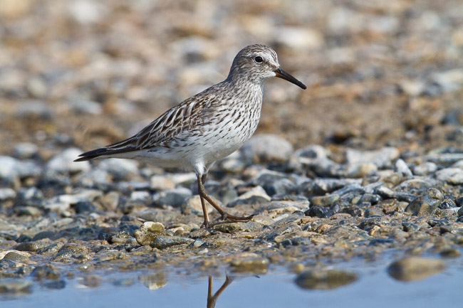 Adult White-rumped Sandpiper (Calidris fuscicollis), Snettisham, Norfolk