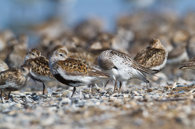 Adult White-rumped Sandpiper (Calidris fuscicollis) with Dunlin (Calidris alpina), Snettisham, Norfolk