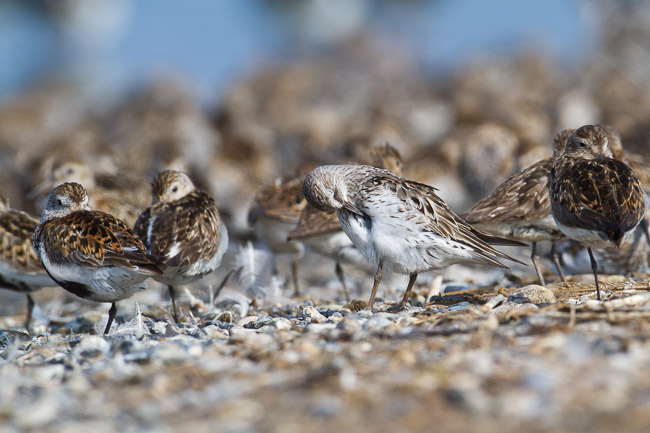 Adult White-rumped Sandpiper (Calidris fuscicollis) with Dunlin (Calidris alpina), Snettisham, Norfolk