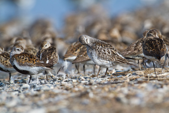 Adult White-rumped Sandpiper (Calidris fuscicollis) with Dunlin (Calidris alpina), Snettisham, Norfolk