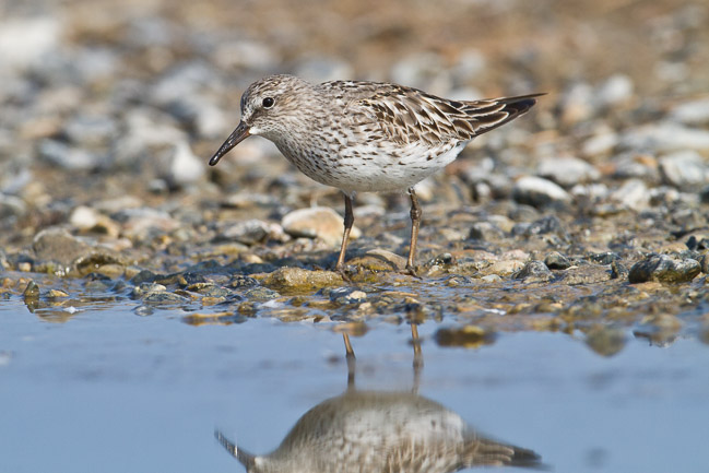 Adult White-rumped Sandpiper (Calidris fuscicollis), Snettisham, Norfolk