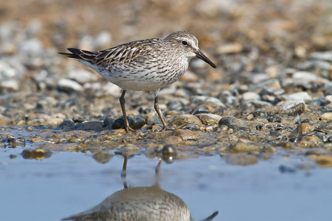 Adult White-rumped Sandpiper (Calidris fuscicollis), Snettisham, Norfolk