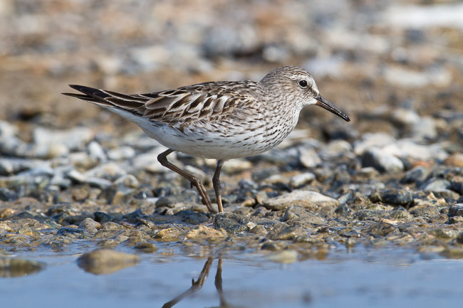 Adult White-rumped Sandpiper (Calidris fuscicollis), Snettisham, Norfolk