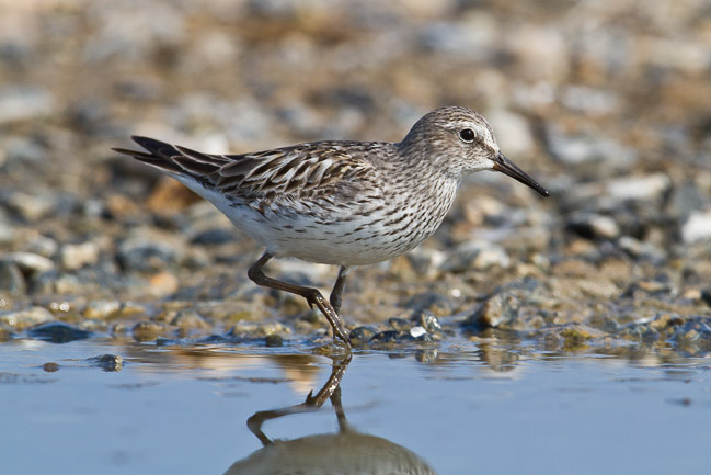 Adult White-rumped Sandpiper (Calidris fuscicollis), Snettisham, Norfolk