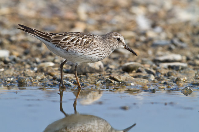 Adult White-rumped Sandpiper (Calidris fuscicollis), Snettisham, Norfolk
