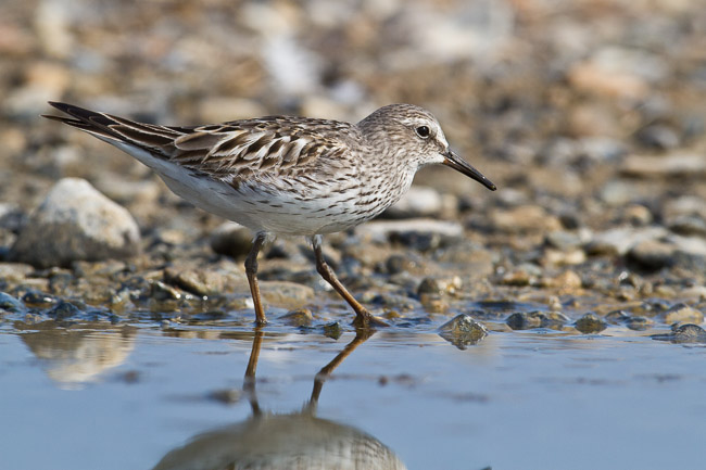 Adult White-rumped Sandpiper (Calidris fuscicollis), Snettisham, Norfolk